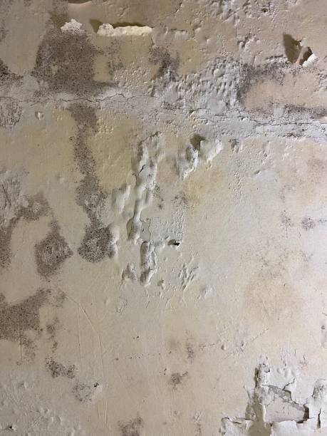 Best Commercial Mold Removal  in Hypoluxo, FL